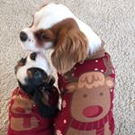 Profile Picture of Archibald & Elizabeth (@archi_liz) on Instagram