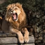 Profile Picture of Joseph Banner (@Joseph-Banner) on Facebook