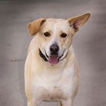 Profile Picture of L Bush (@georgeforrestbush) on Instagram