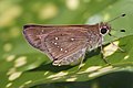 Profile Picture of Pelopidas (skipper)on Wikipedia