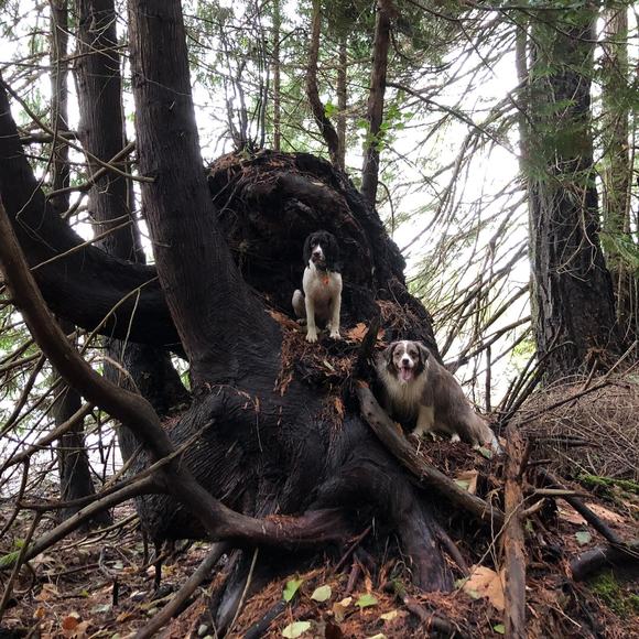 Profile Picture of Nancy Lo (@cloverchic27) on Poshmark