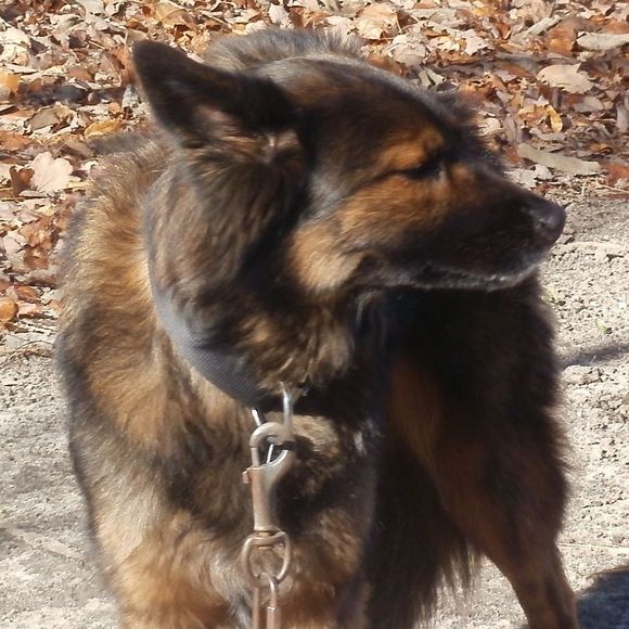 Profile Picture of Karen Zurzolo (@ltzurzolo) on Poshmark