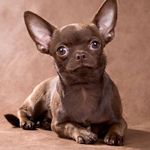 Profile Picture of 🐾 𝒞𝒽𝒾𝒽𝓊𝒶𝒽𝓊𝒶 𝒷𝓇𝑒𝑒𝒹𝑒𝓇 🐾 (@chihuahua_julia_berezkina) on Instagram