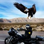 Roland P. Hodge Jr. - Instagram Profile Picture of Roland P. Hodge Jr. (@gorillablueyondamanrarebreedmc) on Instagram