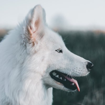 Profile Picture of Devon Gadison Thomas (@DevonGadison) on Twitter