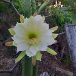 Profile Picture of Nathalie Mathey Samson (@nathaliesamson89) on Instagram