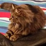 Profile Picture of Stephen Legge (@stephen.legge) on Instagram