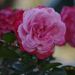 Profile Picture of Tracee Wallace (@dlw1212) on Pinterest