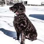 Profile Picture of Brady.The.Boykin (@brady.the.boykin) on Instagram