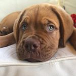 Profile Picture of Sir Darryl Montague (@sir_darryl_montague) on Instagram