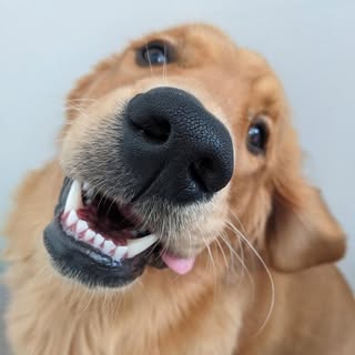 Profile Picture of Doug (@douglas.the.golden) on Instagram