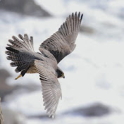 Profile Picture of Lance Muller (@lancemuller7816) on Youtube