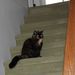 Profile Picture of Lynne Michalopoulos (@mindysss) on Pinterest