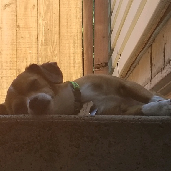 Profile Picture of Linda Shingara (@lshingara) on Poshmark