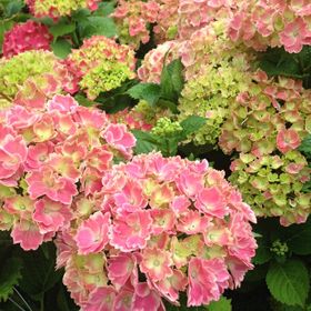 Profile Picture of leah backus (@backus2962) on Pinterest