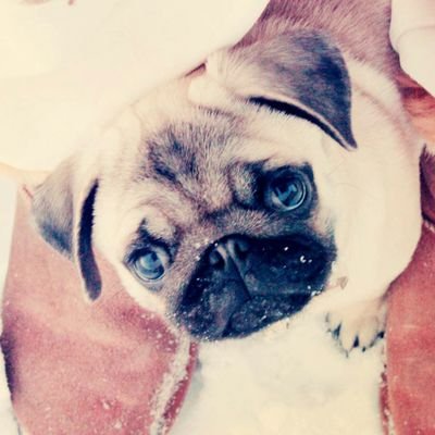 Profile Picture of Cassandra Waller (@Splint1977) on Twitter
