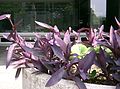 Profile Picture of Tradescantia pallidaon Wikipedia