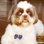 Profile Picture of Tuffy Roberto (@tuffyroberto) on Instagram