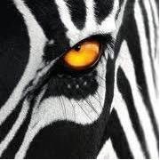 Profile Picture of Mike Pasquini (@mikepasquini73) on Twitter