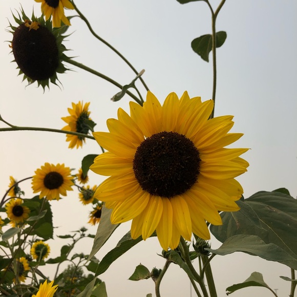 Profile Picture of Vianney Frausto (@vianneynunezf11) on Poshmark