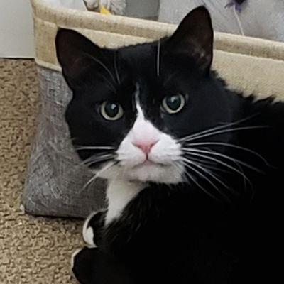 Profile Picture of Mo 🐱 & Jo 👵- 💔#WarriorGenghis (@MightyMolasses) on Twitter