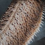 Profile Picture of heidi (@stumposaurus_) on Instagram