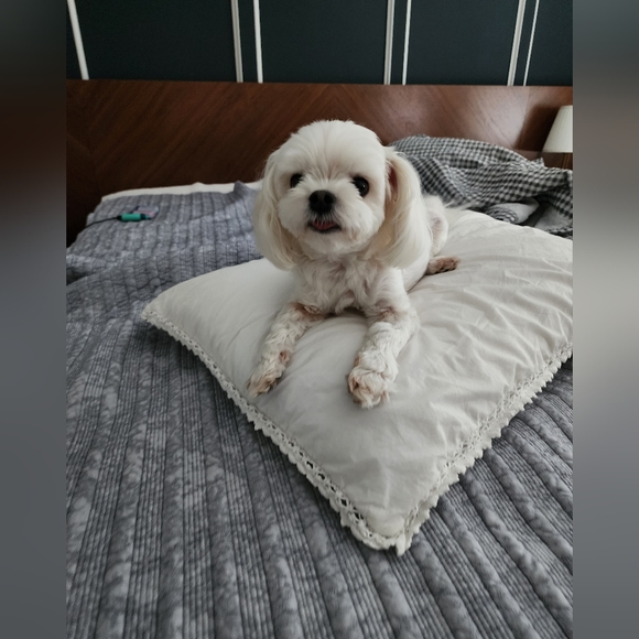 Profile Picture of Brown Joe (@joejoejoe8202) on Poshmark