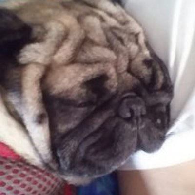 Profile Picture of Crystal Collette (@monkeebug71) on Twitter