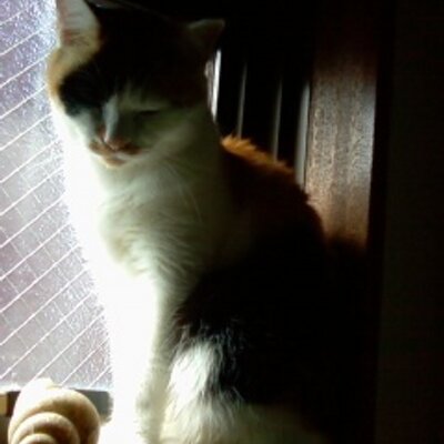 Profile Picture of Mihashi (@mihashicafe) on Twitter