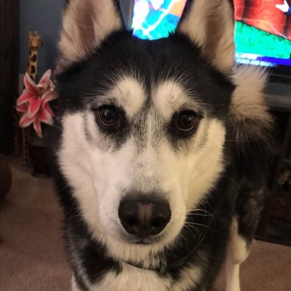 Profile Picture of Logan Wilson (@lowilson21) on Poshmark