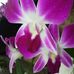 Profile Picture of Shata Shata (@shata.shata.3532) on Facebook