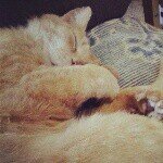 Profile Picture of Katie Kalinowski (@katiek22703) on Instagram