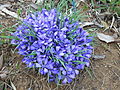 Profile Picture of Iris rossiion Wikipedia