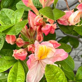 Profile Picture of Shaylin Morgan (@shayraym) on Pinterest