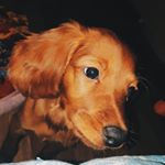 Profile Picture of Chloe (@chloe_irish_doggy_) on Instagram