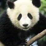 Profile Picture of Andrew Jordan Wiggs (@themightypanda1) on Instagram