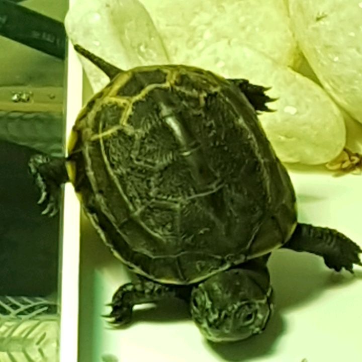 Profile Picture of Shelldon.The.Turtle (@shelldon.the.turtle_) on Tiktok