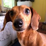 Profile Picture of Ginger Rodríguez (@ginger_weenie) on Instagram