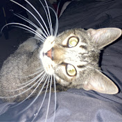 Profile Picture of Tanya Sheets (@tanyasheets6425) on Youtube