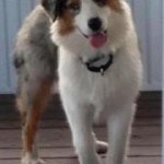 Profile Picture of Lisa Moore (@smooreaussies) on Instagram