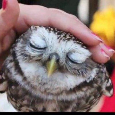 Profile Picture of Priscilla Craft (@craftywise) on Twitter