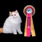 Profile Picture of   Belsie(@countryxcats) |... (@countryxcats) on Tiktok