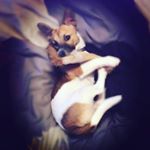 Profile Picture of Lexi (@jesse_da_woofer) on Instagram