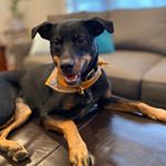 Profile Photo of Lily Bollinger the Rescue Pup (@champagneandthehound) on Instagram