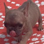 Profile Picture of Hayden & Stacey Mullins (@brizzlebearfrenchies) on Instagram