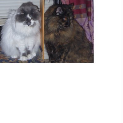 Profile Picture of Linda Hopper (@LindaPHopper) on Twitter