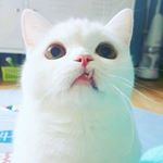 Profile Picture of Sylvia Cheung (@cheung293) on Instagram