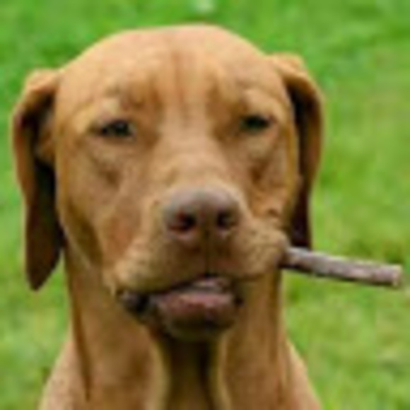 Profile Picture of Brian Humby (@docbkh) on Poshmark