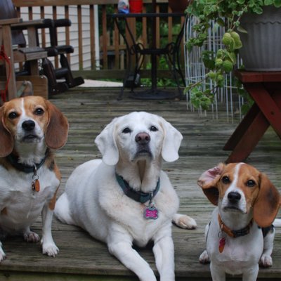 Profile Picture of Cindy Shupe-Johnson (@BeagleMom1969) on Twitter