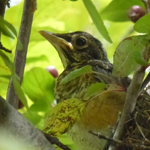 Profile Picture of Kathy Fulfer (@momkat39) on Poshmark